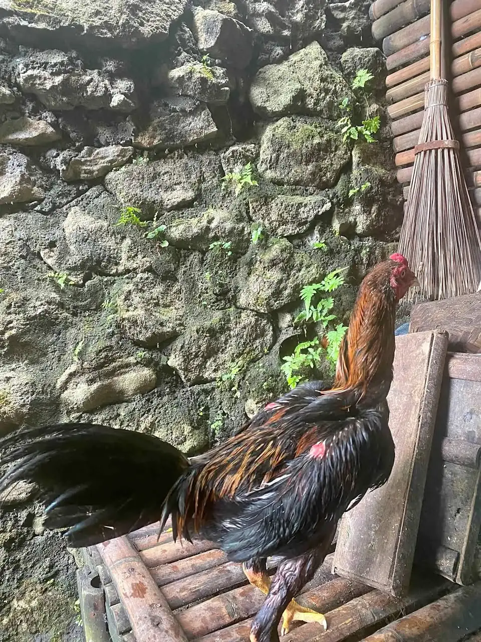 Dijual Ayam Mangon Bangkok