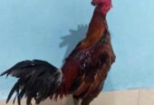 Dijual Ayam pama kuda lari