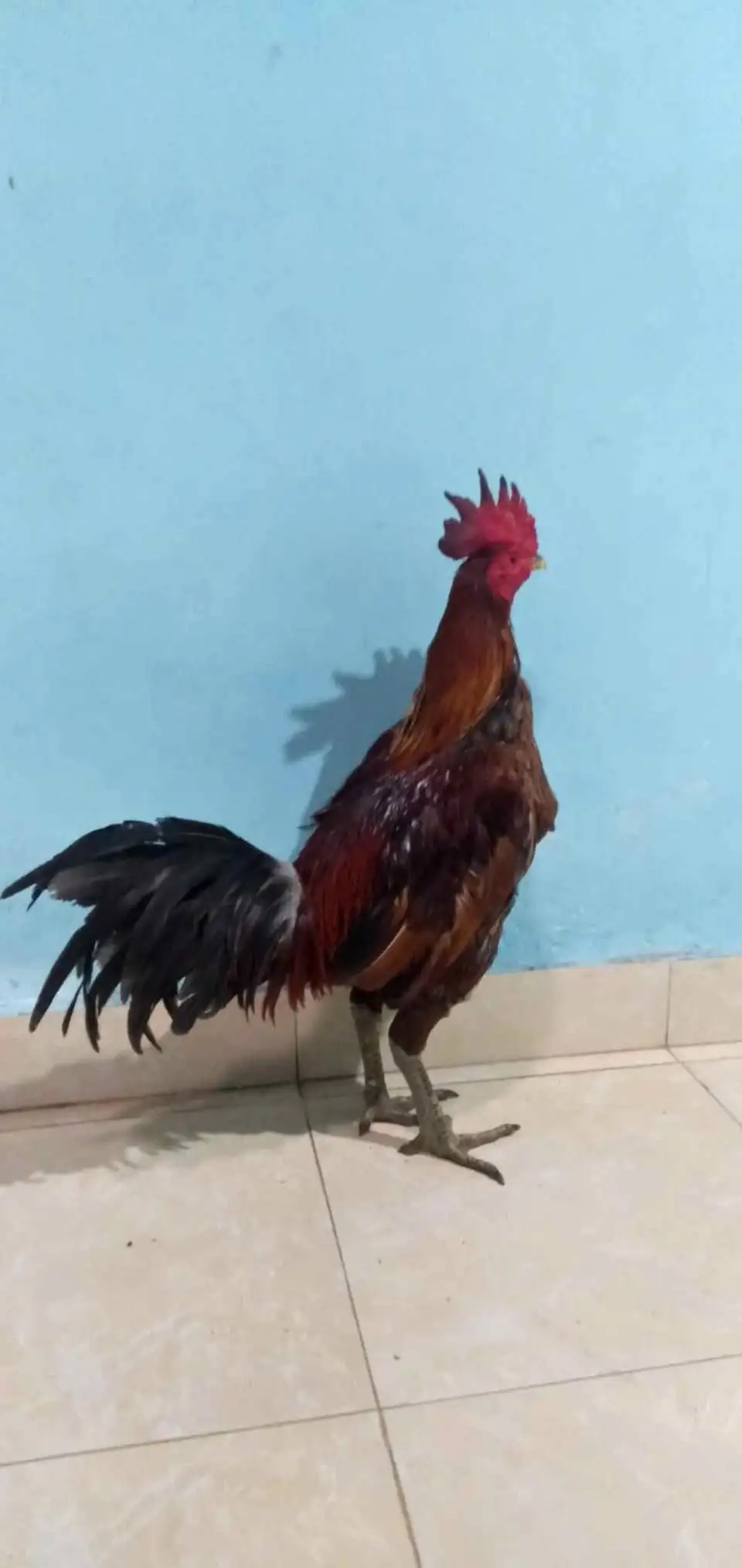 Dijual Ayam pama kuda lari