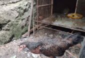Dijual Ayam babon muda sehat