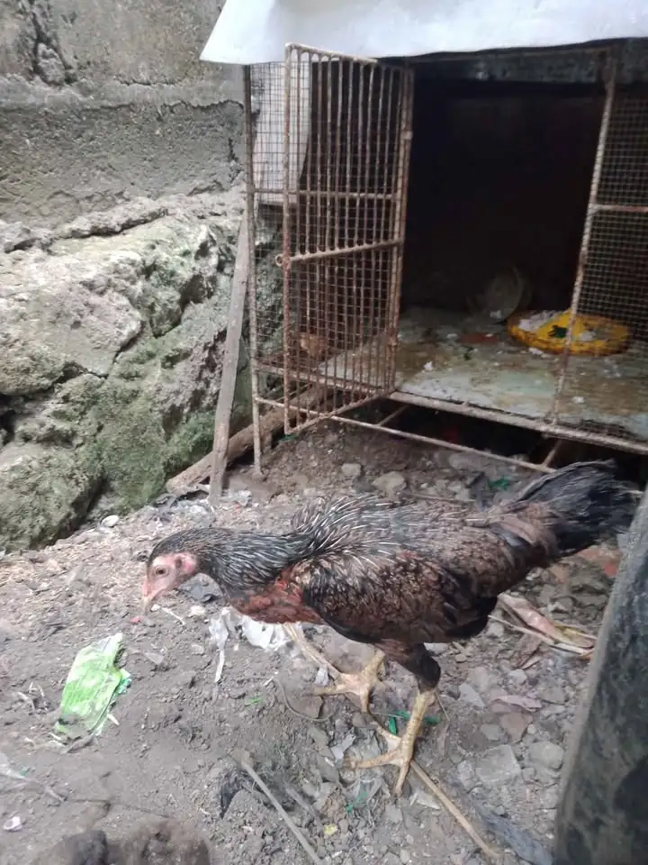 Dijual Ayam babon muda sehat