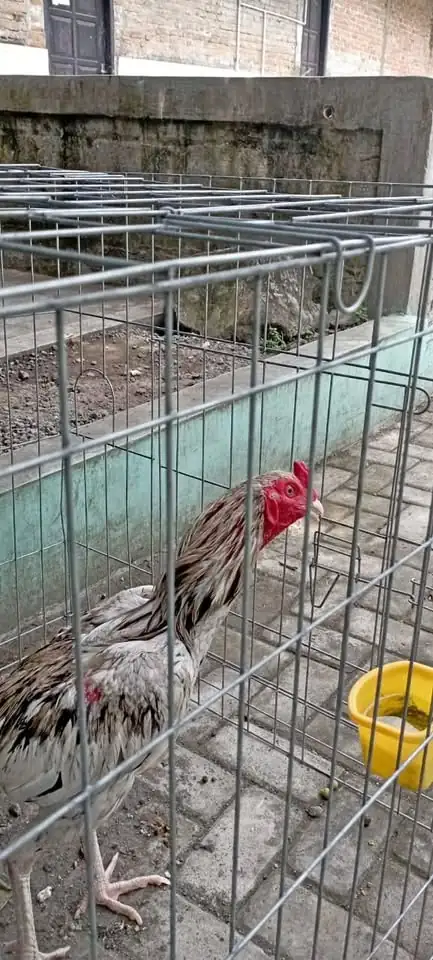 Di jual ayam anakan pakhoy