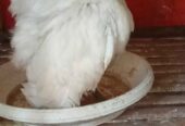Di jual borongan Ayam Serama