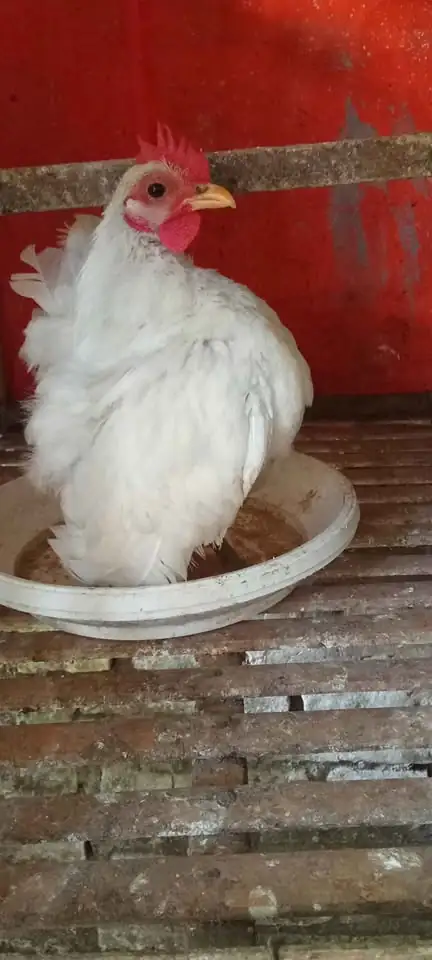 Di jual borongan Ayam Serama