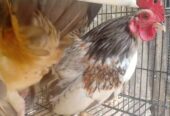 Dijual ayam Serama 2 ekor pejantan