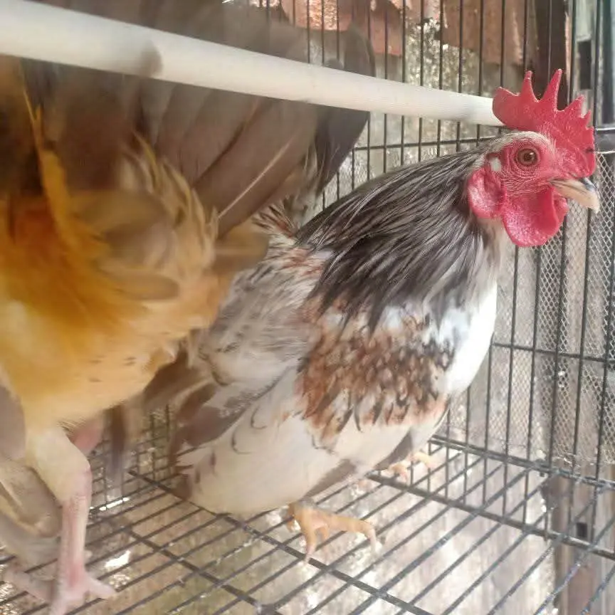 Dijual ayam Serama 2 ekor pejantan