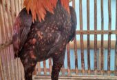 Dijual ayam jago mangon nego