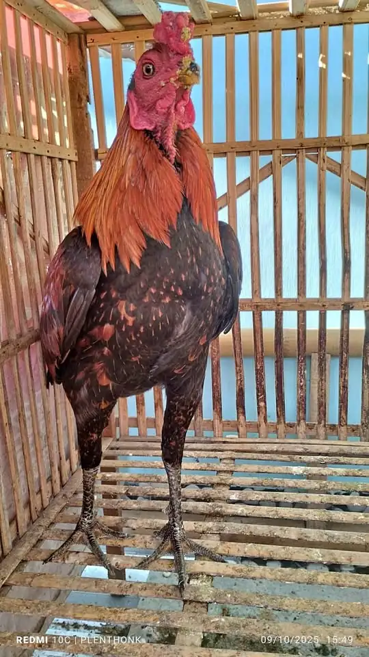 Dijual ayam jago mangon nego