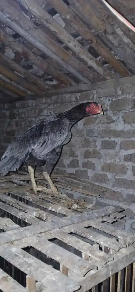 Kutukan ayam trad Vs mangon