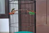 Burung Sogon dan sangkar lovebird radja