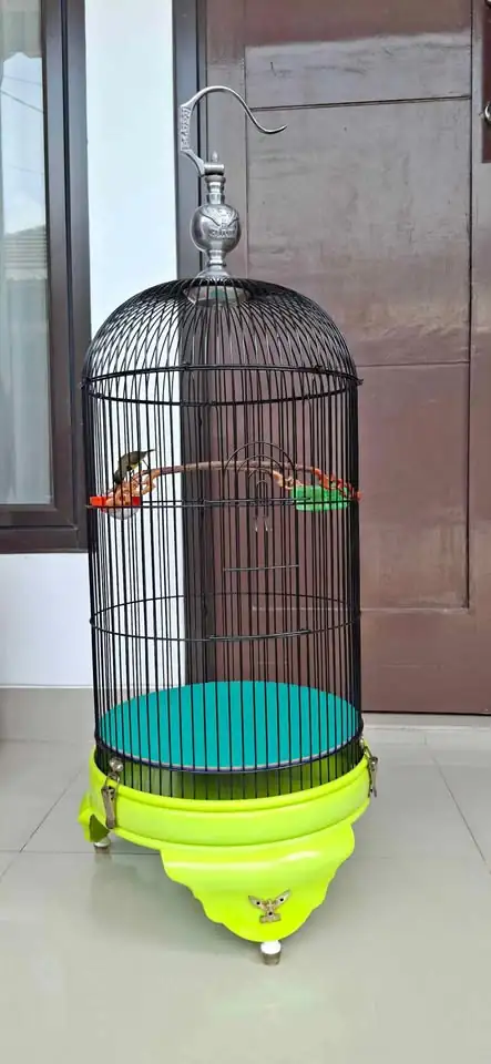 Burung Sogon dan sangkar lovebird radja