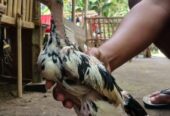 Dijual Ayam birma 5 ekor jantan