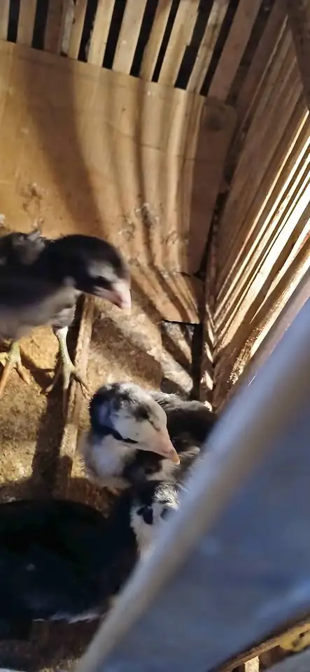 Kutukan ayam trad Vs mangon