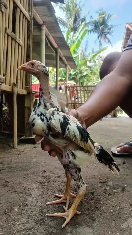 Dijual Ayam birma 5 ekor jantan