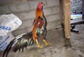 Dijual Ayam bangkok klasik