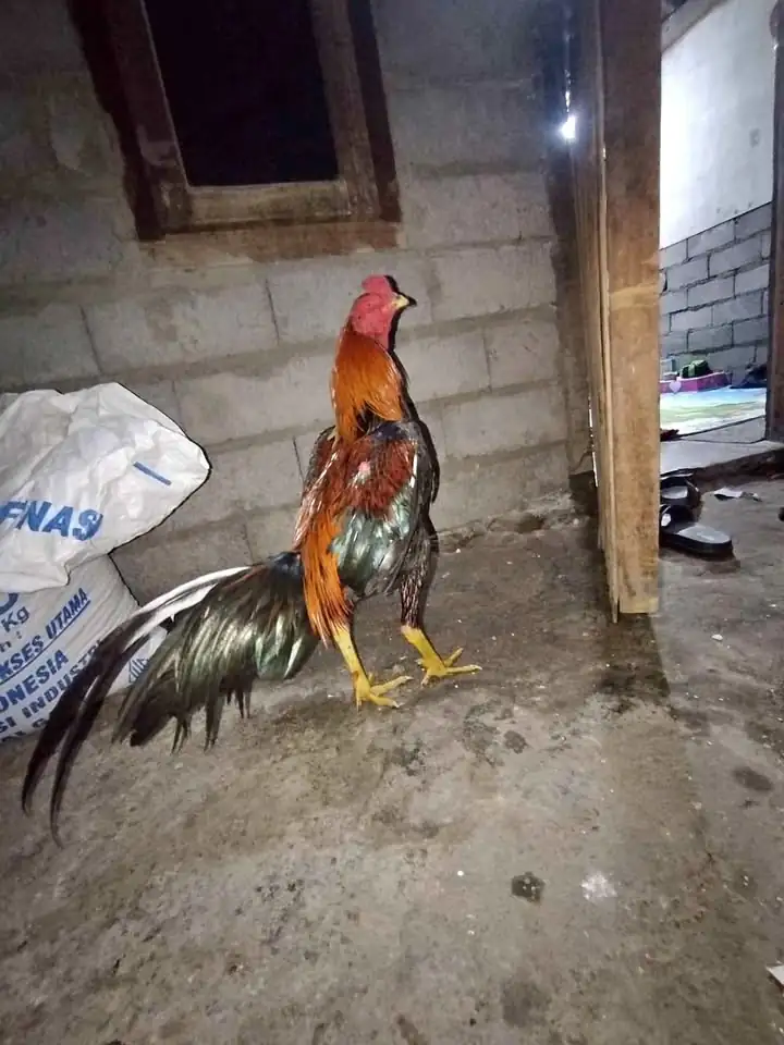 Dijual Ayam bangkok klasik