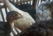 Jual anakan ayam kalkun sehat