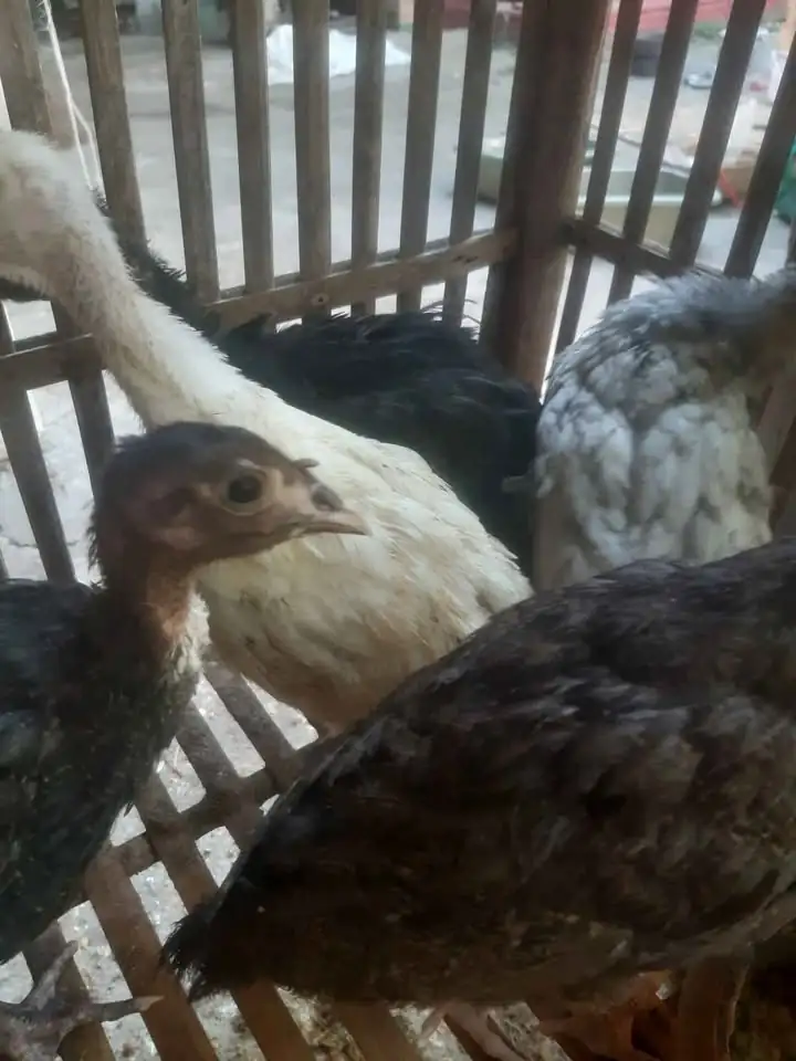 Jual anakan ayam kalkun sehat