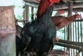 Jual ayam jago siap buat hajatan