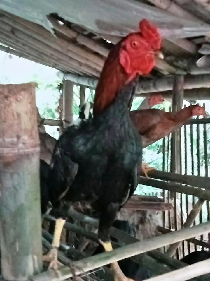 Jual ayam jago siap buat hajatan