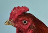 Dijual ayam bangkok mangon