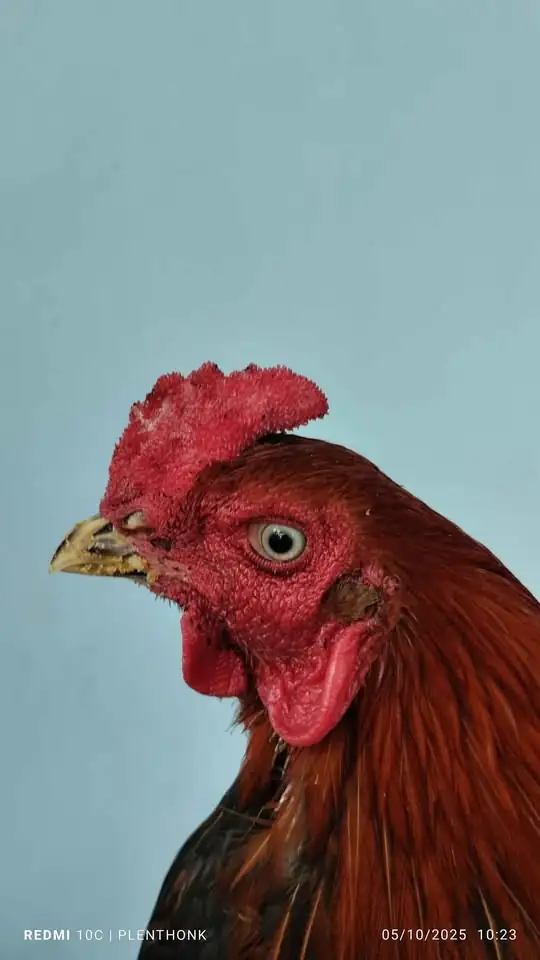 Dijual ayam bangkok mangon