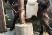 Kambing jantan jw randu / kendit