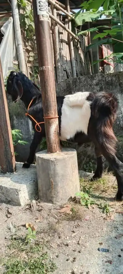 Kambing jantan jw randu / kendit