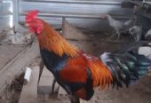 Monggo dijual ayam jagonya