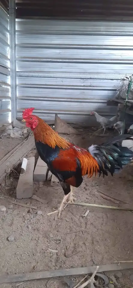 Monggo dijual ayam jagonya