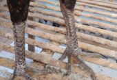 Dijual ayam jago mangon nego