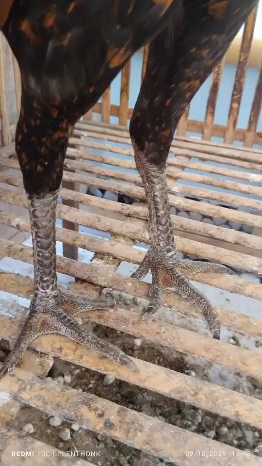 Dijual ayam jago mangon nego