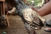 Dijual Ayam birma 5 ekor jantan
