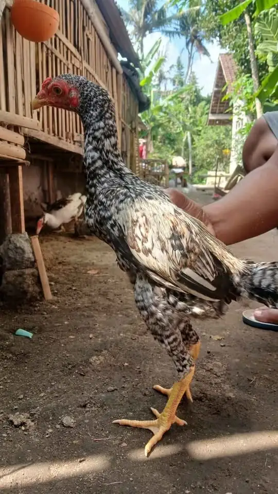 Dijual Ayam birma 5 ekor jantan