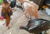 Ayam bangkok mangon Borongan
