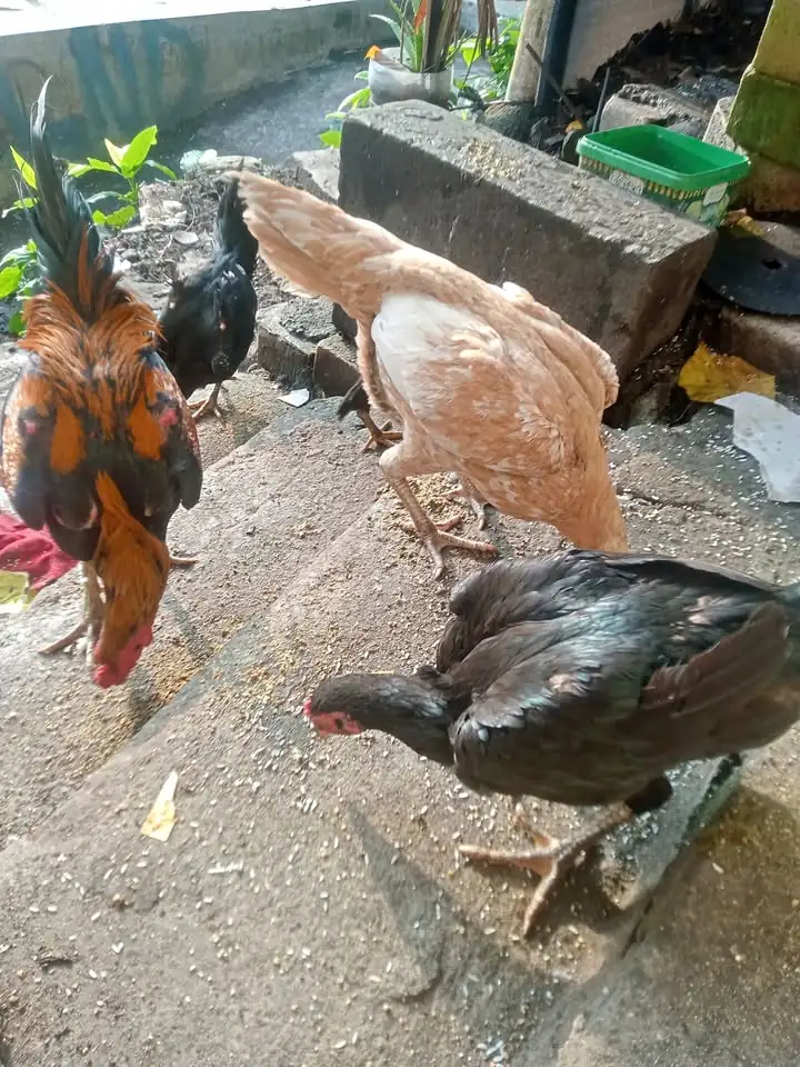 Ayam bangkok mangon Borongan