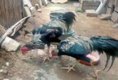 Jual Ayam jago bk x Mangon