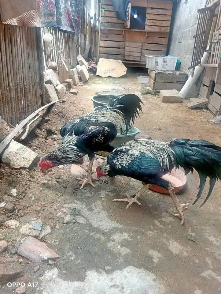 Jual Ayam jago bk x Mangon