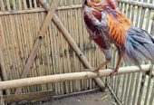 Ayam Jago