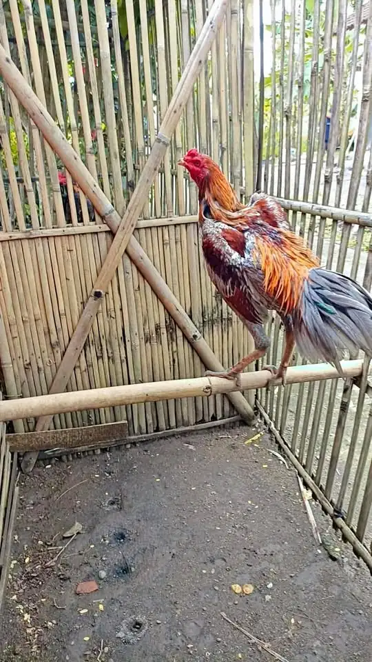 Ayam Jago