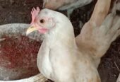 Ayam Serama 3 ekor borongan