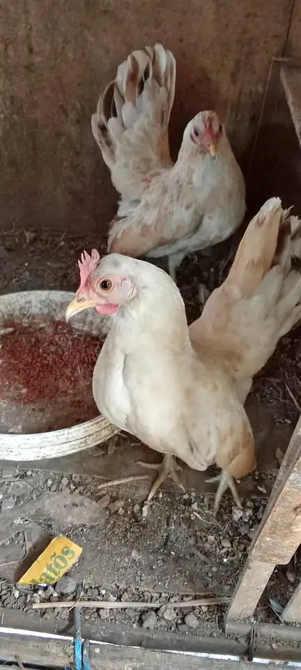 Ayam Serama 3 ekor borongan