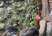 Dijual Ayam Mangon Bangkok