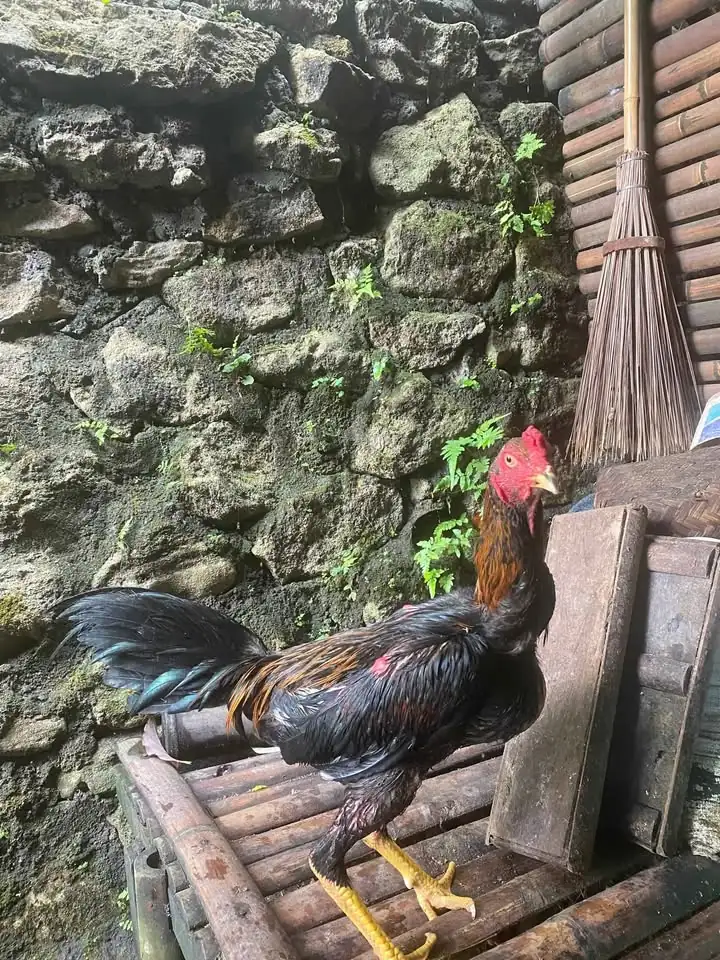 Dijual Ayam Mangon Bangkok