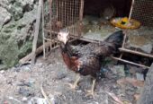 Dijual Ayam babon muda sehat