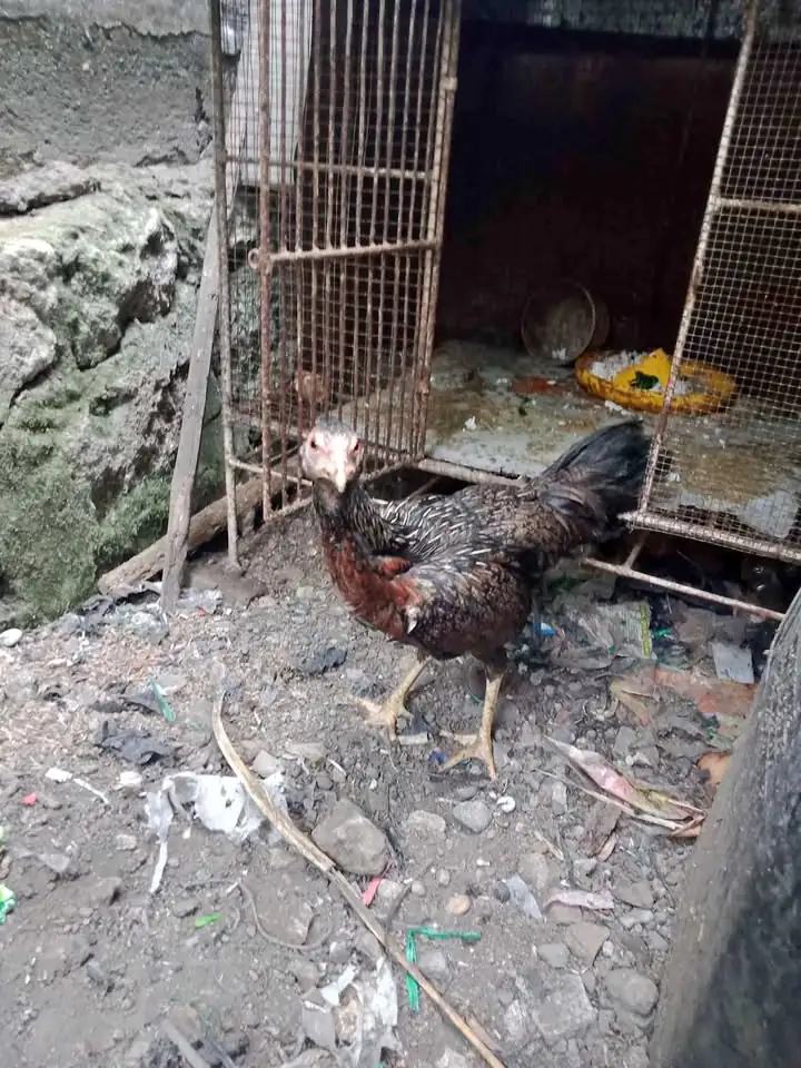 Dijual Ayam babon muda sehat