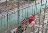 Di jual ayam anakan pakhoy