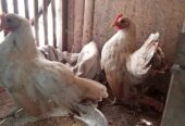 Di jual borongan Ayam Serama