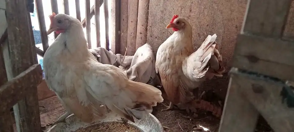 Di jual borongan Ayam Serama