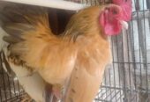 Dijual ayam Serama 2 ekor pejantan